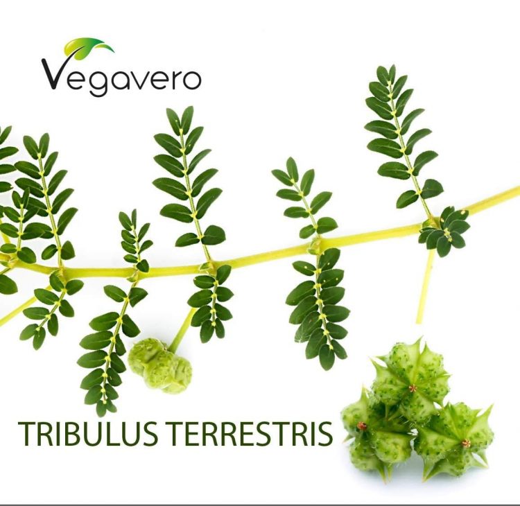 Las mejores cápsulas de tribulus terrestris