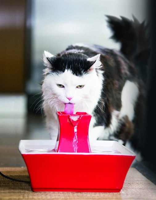La mejor fuente de agua para gatos