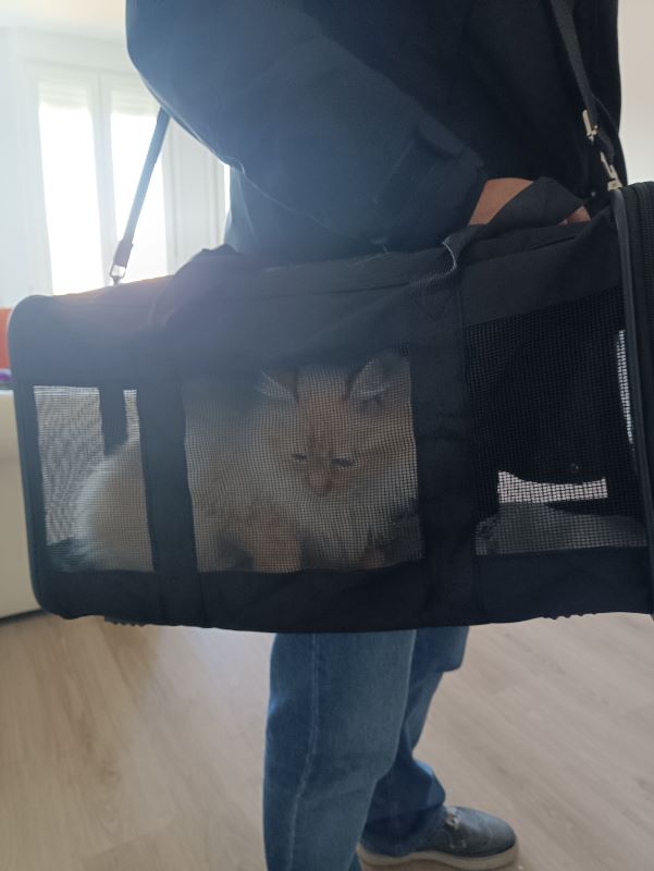Mejor mochila para gatos