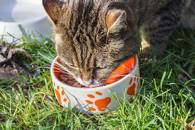 ¿Cómo adaptar la dieta de un gato según su edad?