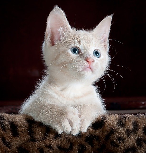 ¿Cómo adaptar la dieta de un gato según su edad?