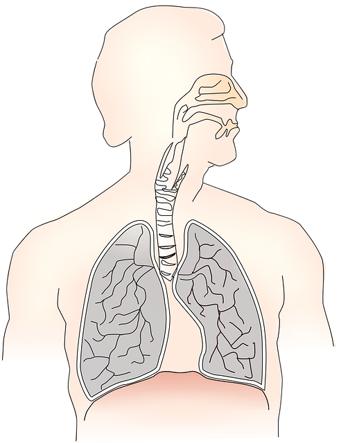 Refuerza tu sistema respiratorio con productos naturales 