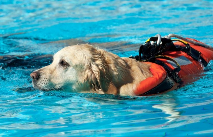 Mejor Chaleco salvavidas para perros